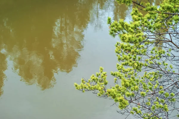 배경 - 차가운 강에 대한 소나무 가지 — 스톡 사진