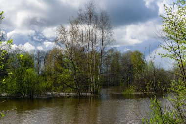 yüksek su larda bahar ormanı sular altında