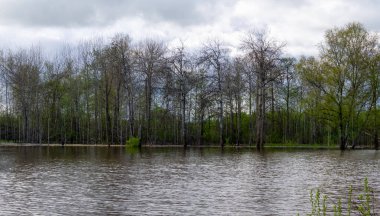 yüksek su larda bahar ormanı sular altında