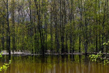 yüksek su larda bahar ormanı sular altında