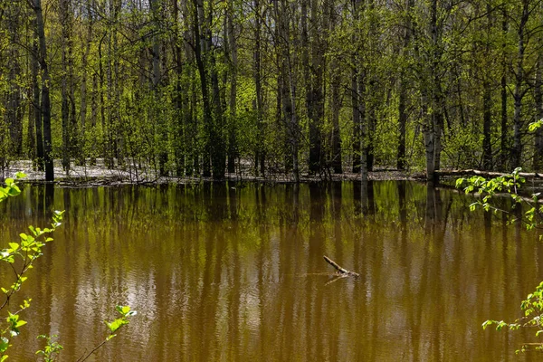 V době vysoké vody Zaplavil jarní Les — Stock fotografie