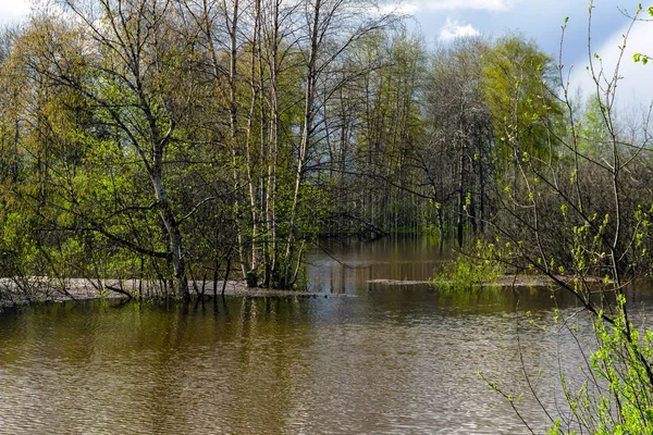 Floresta de primavera inundada durante a água alta — Fotografia de Stock