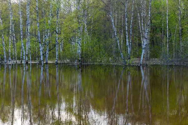 高い水の間に洪水の春の森 — ストック写真
