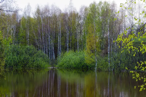 Bosque de primavera inundado durante el agua alta —  Fotos de Stock