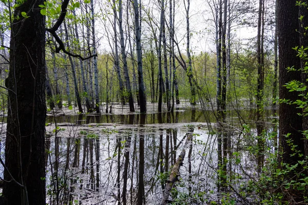 Springbos overstroomd tijdens hoog water — Stockfoto