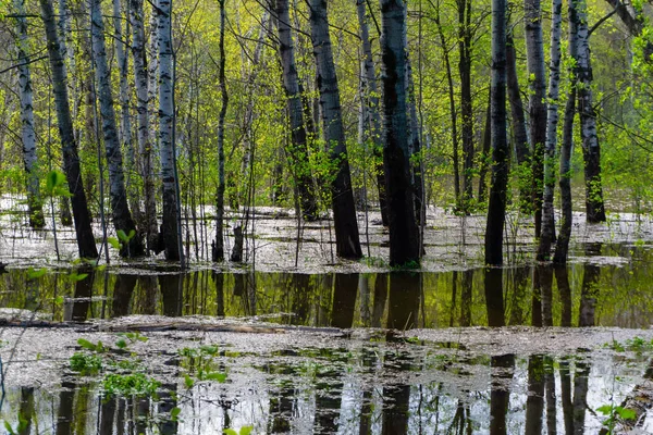 Springbos overstroomd tijdens hoog water — Stockfoto