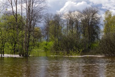 yüksek su larda sular altında kalan ağaçların bahar korusu