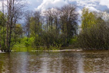 yüksek su larda sular altında kalan ağaçların bahar korusu