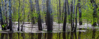 yüksek su larda sular altında kalan ağaçların bahar korusu