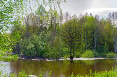 yüksek su larda sular altında kalan ağaçların bahar korusu