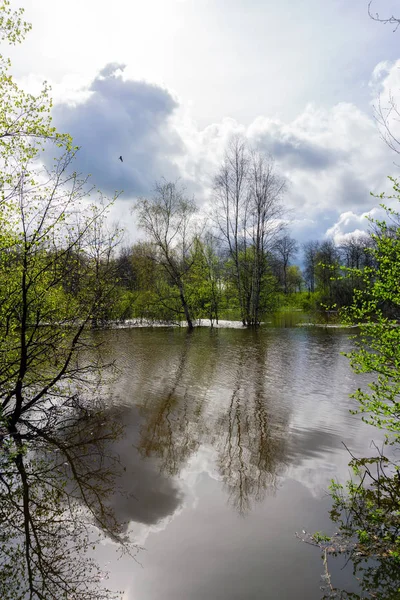 Spring grove of trees flooded during high water — Stock Photo, Image