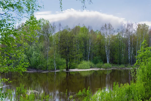 Gaj wiosenny drzew zalanych podczas wysokiej wody — Zdjęcie stockowe