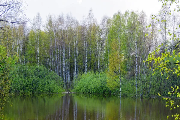 Bosque de primavera de árvores inundadas durante a água alta — Fotografia de Stock