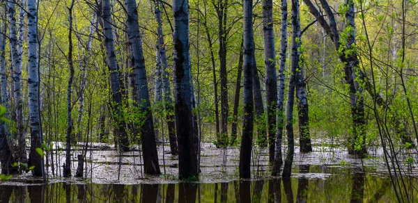 在高水位期间被洪水淹没的树木的泉水树林 — 图库照片