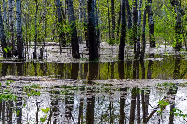 Spring Grove van bomen overspoeld tijdens hoog water — Stockfoto