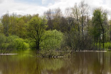 yüksek su larda sular altında kalan ağaçların bahar korusu