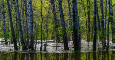 yüksek su larda sular altında kalan ağaçların bahar korusu