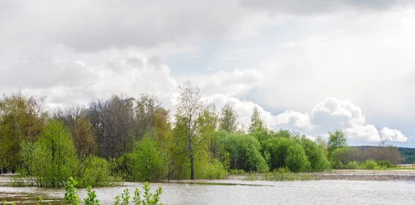 yüksek su larda sular altında kalan ağaçların bahar korusu