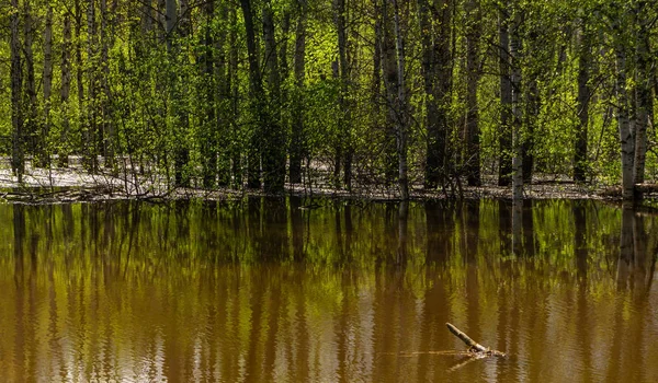 在高水位期间被洪水淹没的树木的泉水树林 — 图库照片