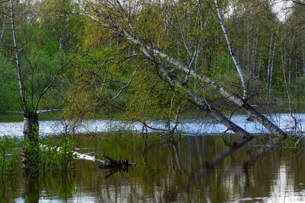 Spring grove of trees flooded during high water — Stock Photo, Image