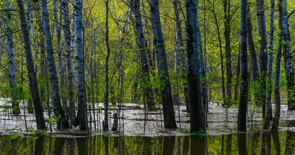 yüksek su larda sular altında kalan ağaçların bahar korusu