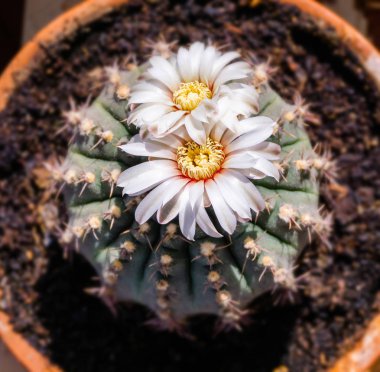 Çiçekçilik kaktüs Gymnocalycium güzel beyaz çiçekler schroed