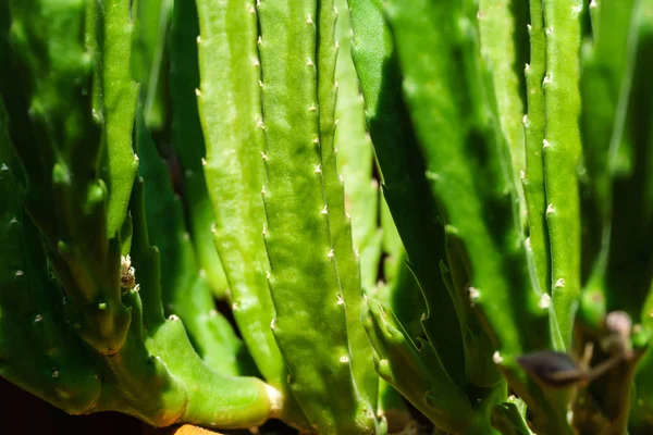 green natural plant background - stems of succulent Stapelia
