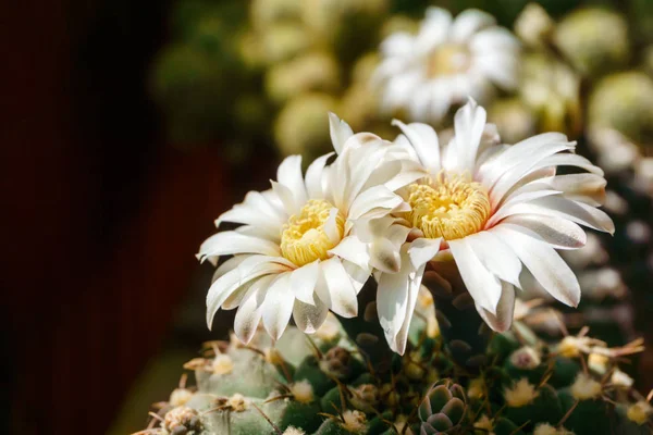 Belas flores brancas de floração cacto Gymnocalycium schroed — Fotografia de Stock