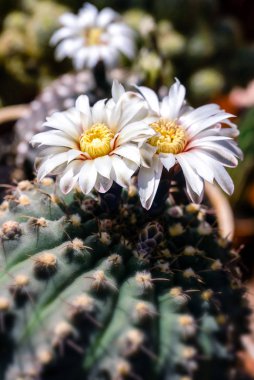 Çiçekçilik kaktüs Gymnocalycium güzel beyaz çiçekler schroed