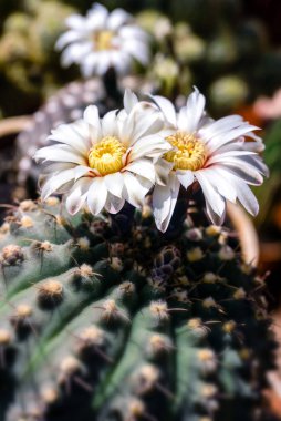 beautiful white flowers of blooming cactus Gymnocalycium schroed clipart