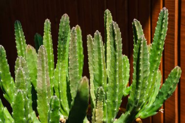 houseplant stapelia güneş tarafından aydınlatılır 