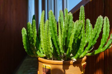 houseplant stapelia güneş tarafından aydınlatılır 