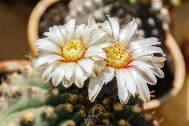 beautiful white flowers of blooming cactus Gymnocalycium schroed clipart
