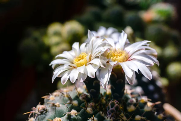 Piękne białe kwiaty kwitnącej Kaktus Gymnocalycium schroed — Zdjęcie stockowe