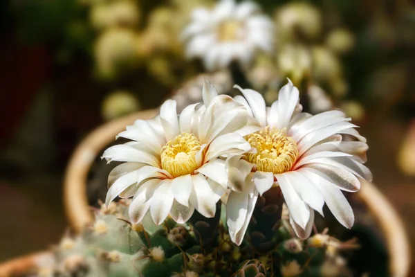 Красивые белые цветы цветущего кактуса Gymnocalycium schroed — стоковое фото