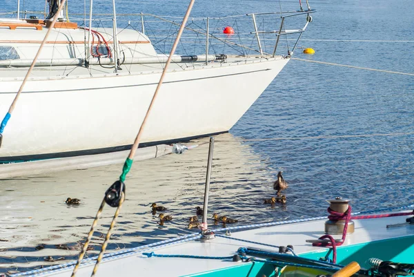 Pato con patitos entre los barcos en el puerto deportivo — Foto de Stock