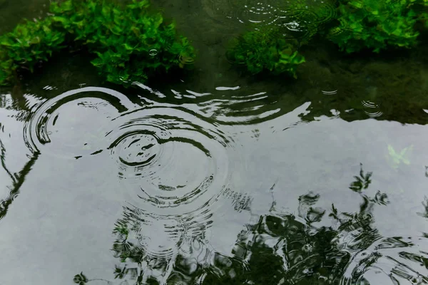 Circles from raindrops on the surface of the pond — Stock Photo, Image