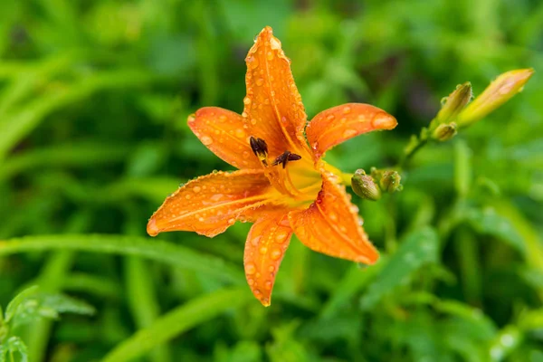 Flor de lirio de día naranja en gotas de lluvia — Foto de Stock