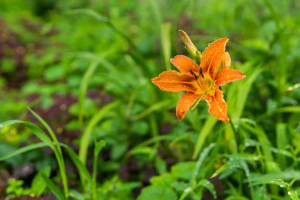 Flor de lirio de día naranja en gotas de lluvia — Foto de Stock