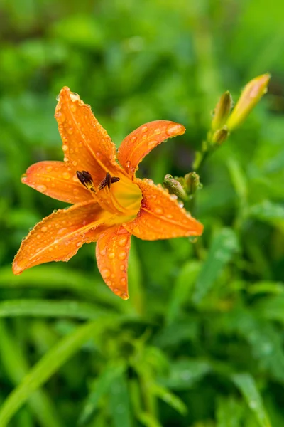 Flor de lirio de día naranja en gotas de lluvia — Foto de Stock