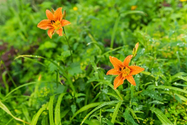 Dva oranžové denní květy v dešťových lilií — Stock fotografie