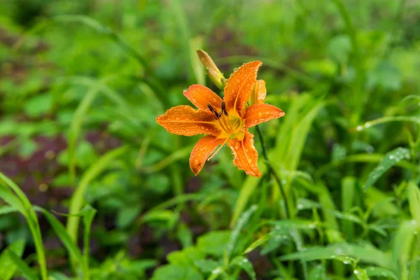 Flor de lirio de día naranja en gotas de lluvia — Foto de Stock