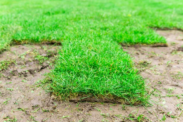 turf in the process of laying