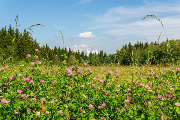 clover field, forest and city in the distance