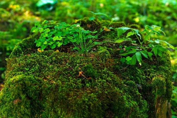 Vacker grön Mossy bump med gräs — Stockfoto