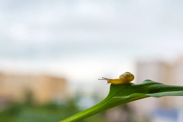 Escargot rampant lentement sur une feuille — Photo