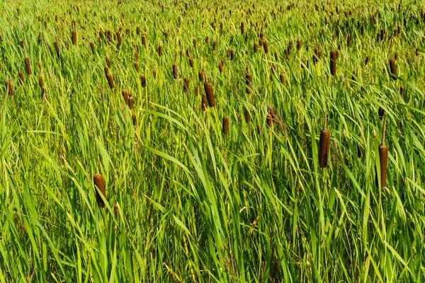 Fundo - moitas de cattail — Fotografia de Stock