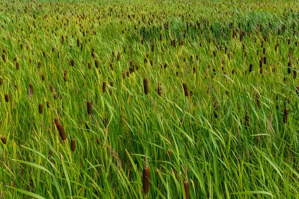 arka plan - cattail çalılıkları