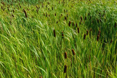 arka plan - cattail çalılıkları