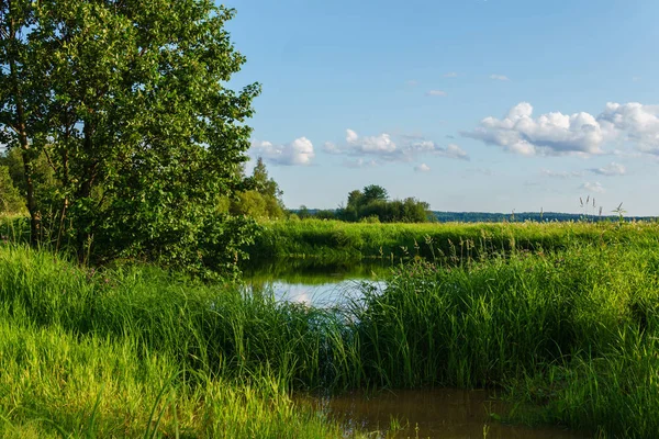 Egy kis tó között, a fű a folyó delta — Stock Fotó